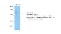 RNF130 Rabbit anti-Human, Polyclonal, Novus Biologicals 0.1 mL; Unconjugated:Antibodies,
